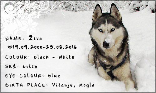 ziva-info